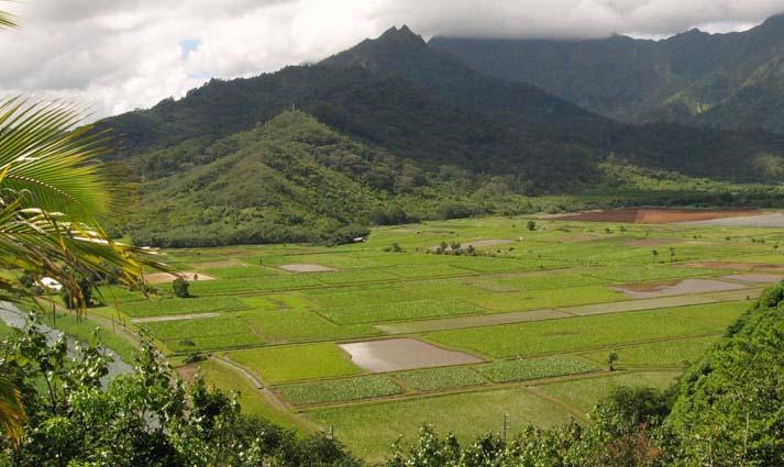 60% of Hawaii s s taro (Poi) crop Traditional Hawaiian cultural area Listed in the Environmental Protection Agency s s (EPA) 303d list of