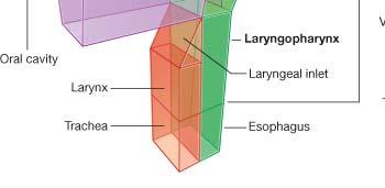 Laryngopharynx extends from