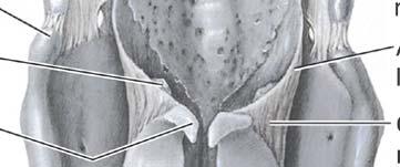 cricoid cartilage,