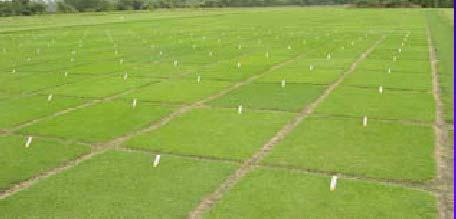 Turfgrass Recuperative Capacity Climate Soil Culture Capacity of turfgrasses to recover from damage Reduced by: Compacted Soils Unfavorable Temperatures Insufficient Light Inadequate/Excessive