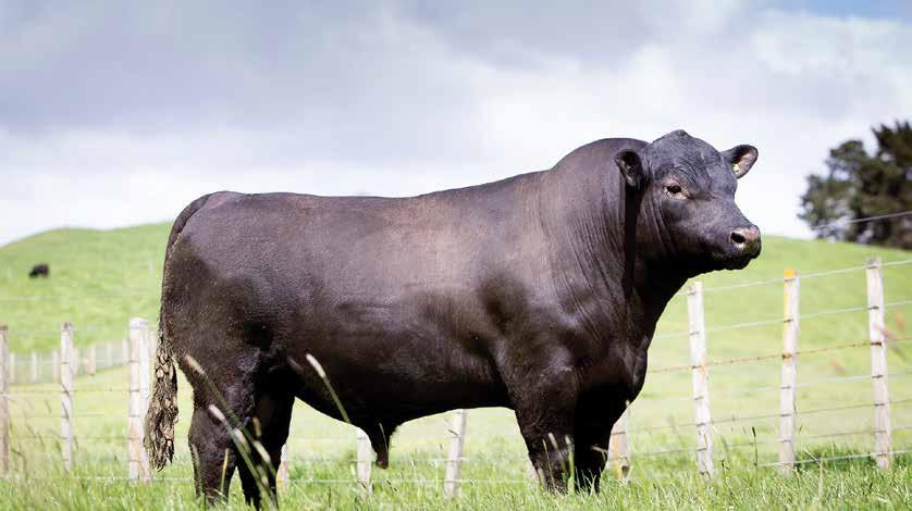 SPECIALISTS IN GENETICS PERFORMANCE PGG Wrightson Genetics is a nationwide team of livestock breeding professionals, passionate about improving farm productivity through genetics.