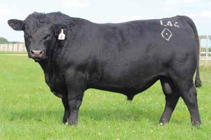 Reference Sire TURIHAUA LOYALTY L44 (ET) Birth Date: 19/07/15 Herd Indent no.
