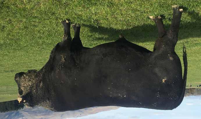 He ranks in the top 10% for the breed in the important Fertility and Maternal traits of- Calving Ease, Low Birth Wt, Scrotal size and Rib and Rump Fat.