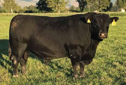 Reference Sire MEADOWSLEA K703 Birth Date: 21/08/14 Herd Indent no.