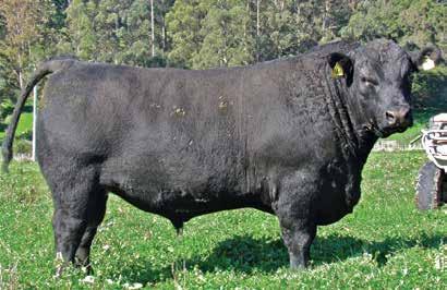 Reference Sire RATANUI LAD 21 Birth Date: 04/08/12 Herd Indent no.