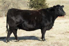 mating between the super moderate, yet attractive and powerful Vanwye Blackcap Princess 56Z who goes back to the famous S A V Net Worth 4200 bull, and all this paired with the highly regarded and