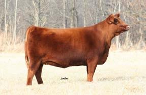 Western. Look for this exclusive embryo package to add muscle, thickness, and a extra shot of finesse to make the genetics of your herd great again. Est EPDs 80 50 2-0.9 55 93 22-4 13 6 6 0.56 0.