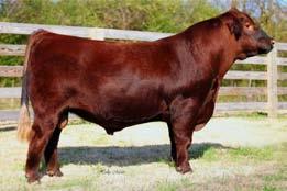 KJHT HOT MESS (1704278) SRA PAINTBUCKET 81 46 1-1 44 67 19-5 9 2 10 0.16-0.03 9-0.06-0.02 If you like powerful and thick cattle take a look at KJHT Renegade. He is complete sound and big footed.