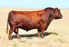 (1643245) WCS MISS MINI 4031 106 52 6 0.1 58 91 16 4 7 2 10 0.44 0.04 25 0.02 0 PGS Andras Fusion R236 This is a nice dark red heifer that will make a good junior project.