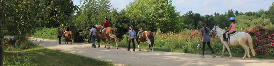 Additional Information Beginner: Is new to horses. A beginner rider may be able to walk and trot with assistance. Typically a beginner has been riding for less than 1 year.