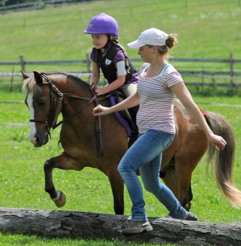 Novice: Is able to tack up a horse independently. A novice rider is one who knows their posting diagonals and has begun to working on cantering.