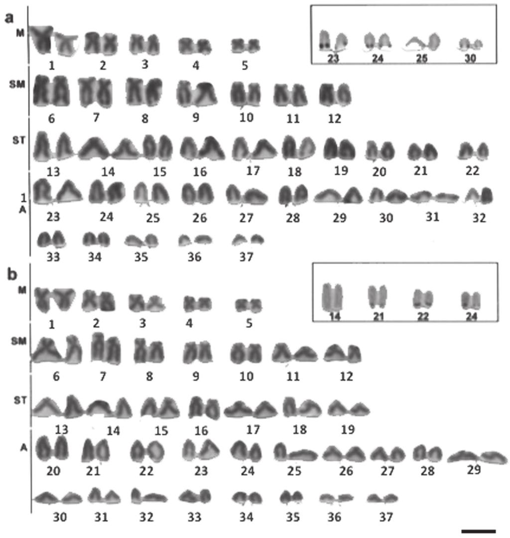 448 Anderson Luis Alves et al. / Comparative Cytogenetics 6(4): 443 452 (2012) Figure 3. Giemsa stained karyotypes of Hypostomus a H. prope iheringi, 2n=74 b H. strigaticeps, 2n=74.