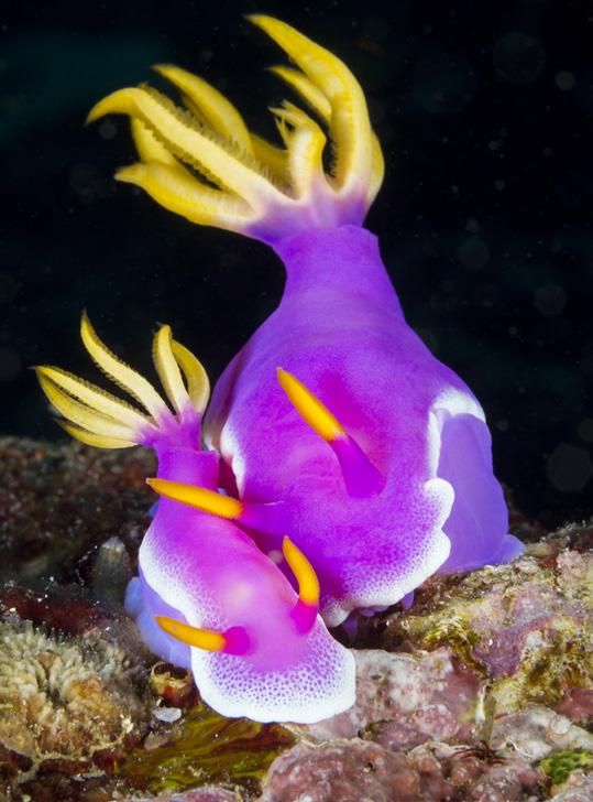 Chromodoris nudibranchs are one of many varieties spotted on Wakatobi s reefs Photo by Walt Stearns A shore with more Directly in front of the resort is the House Reef, one of the world s number one