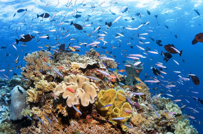 The reefs of Wakatobi have such a brilliant nature it is easy to take in the big picture Photo by Walt Stearns Ditch the diet Wakatobi kitchen staff include internationally-trained chefs, with each