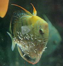 Discus: Parental feeding Feed on body mucus of parent fish during first