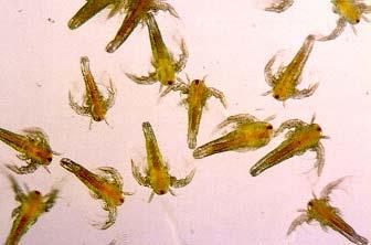 calyciflorus from D4-7 Freshwater rotifers