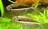 For Guppy fry and adults fed cysts diet, their performance in terms of stress