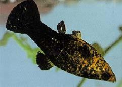 nauplii and Moina Similar results were obtained in the fry of Molly (Poecilla sphenops)