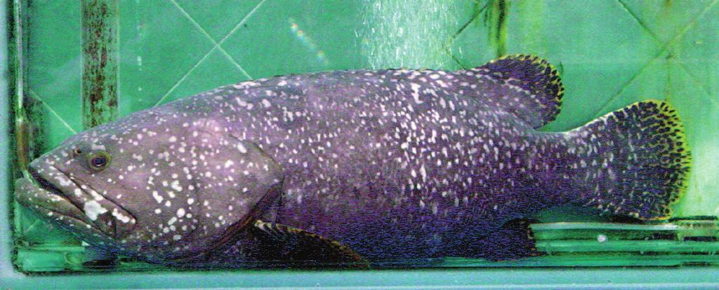 Epinephelus lanceolatus English name: Giant grouper Hong Kong name: Fa Mei, Long Dan Description: Adults mottled dark greyish-brown; juveniles irregularly barred with dark brown and yellow.