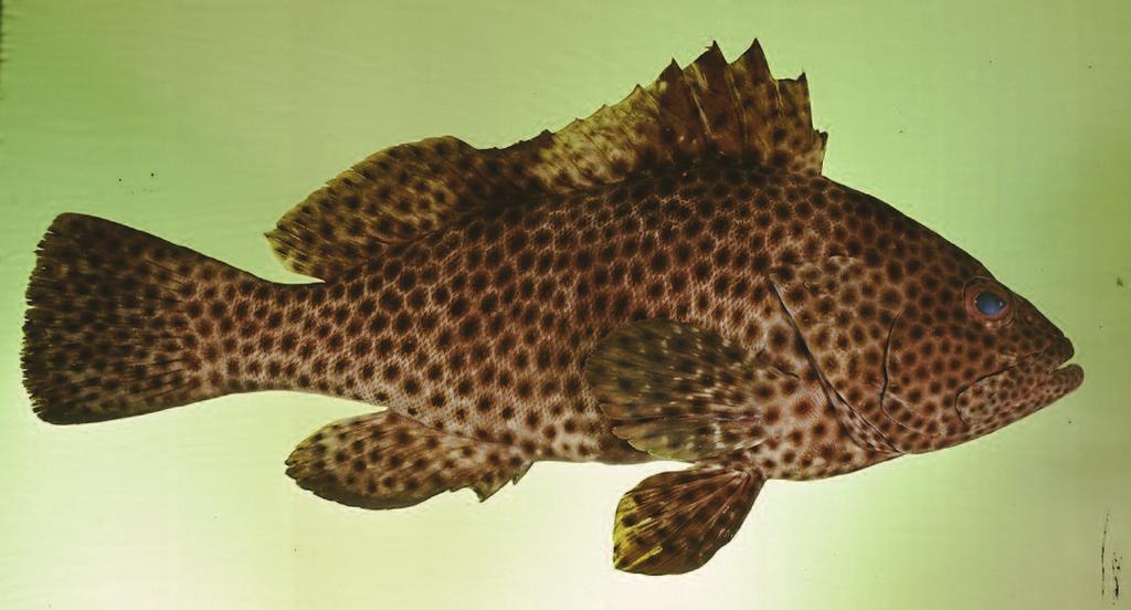 Epinephelus maculatus English name: Highfin grouper Hong Kong name: Fa Ying Description: Light brown with numerous round to polygonal close-set dark brown spots (those on body about the size of the
