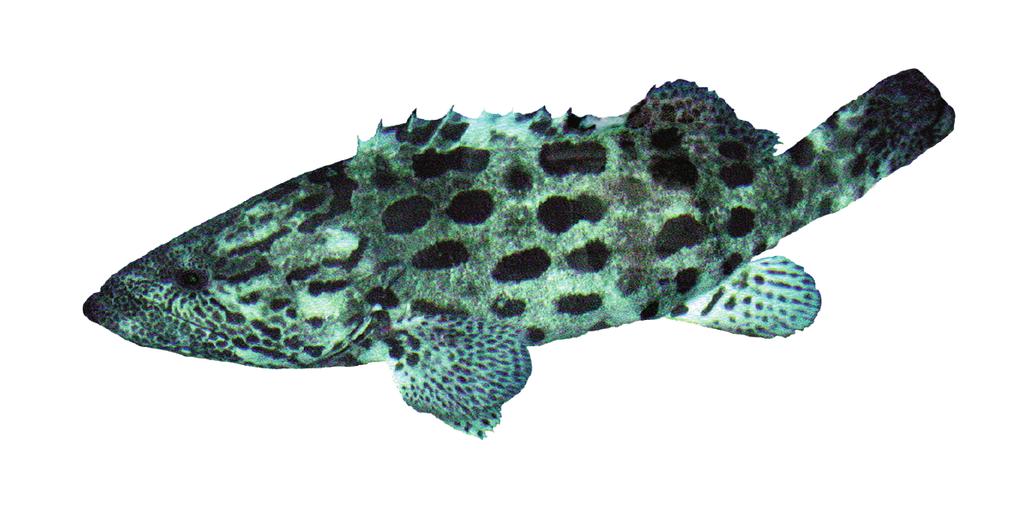 Epinephelus tukula Epinephelus tukula English name: Potato grouper Biology: Inhabits outer lagoon and exposed reefs between 10 and 150 m. Juveniles may be found in tide pools.
