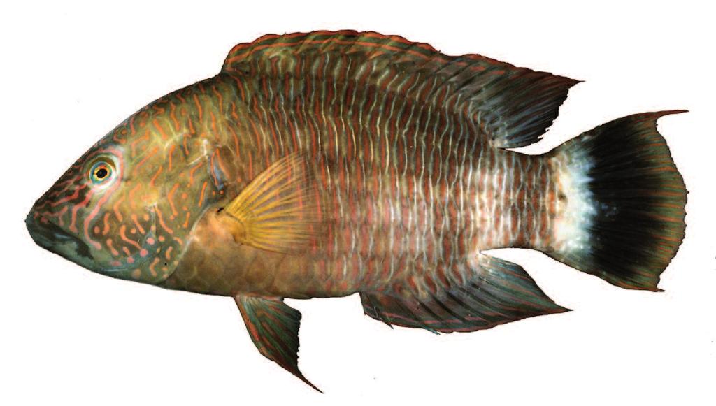 Cheilinus trilobatus English name: Tripletail wrasse Hong Kong names: Chap Mei, Choi Mei Description: Olivaceous, with a vertical red line on each body scale; small red spots and irregular lines on