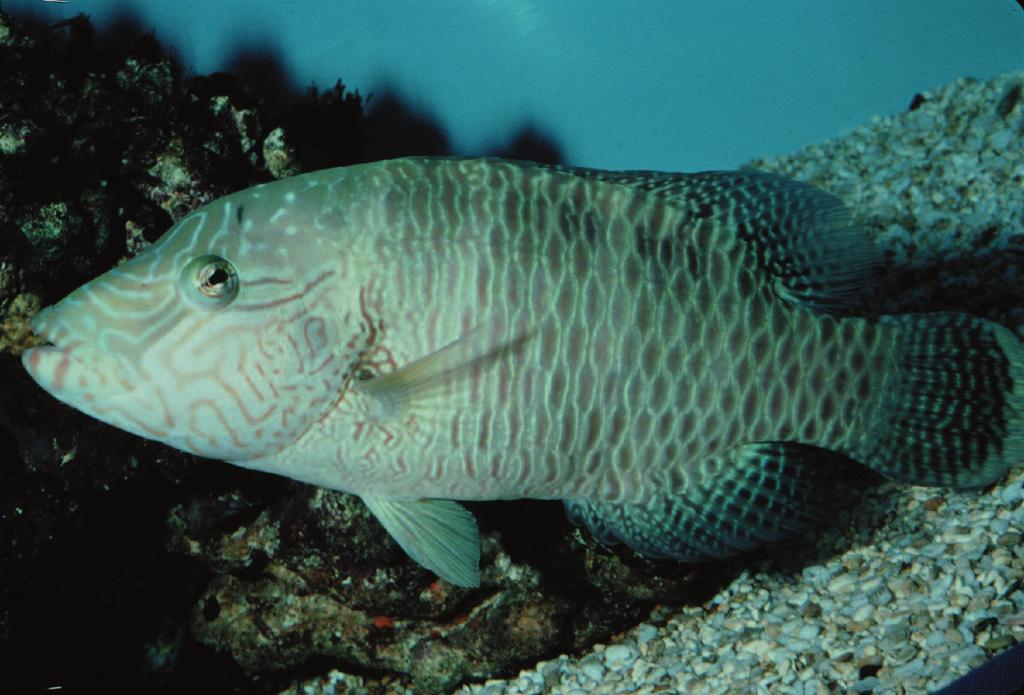 Cheilinus undulatus English name: Humphead wrasse Hong Kong name: So Mei Description: Adults olive to green with a vertical dark line on scales; juveniles pale greenish with elongate spots on scales