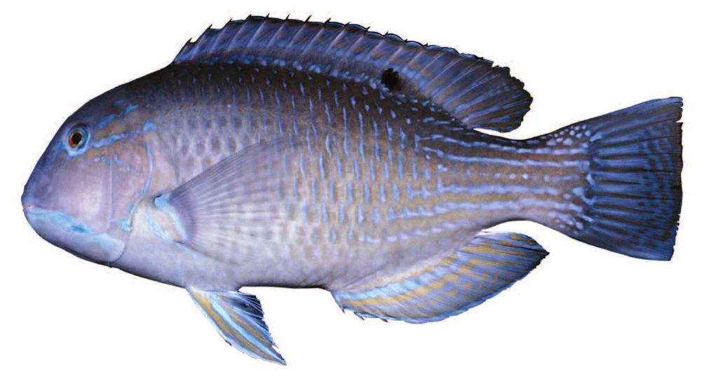 Choerodon schoenleinii English name: Blackspot tuskfish Hong Kong name: Ching Yi Description: Greenish grey on back, shading to light yellowish below; a vertical blue line on each scale becomes spots