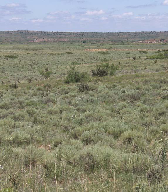 This undulating sandhill country comprises approximately 12,000 acres and is described as a tall grass prairie with scattered sage,