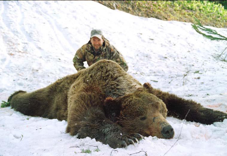 Siberian Brown Bear (Ursus arctos collaris) is intermediate in size between Eurasian and Kamchatka brown bears. The fur is long, soft and dense.