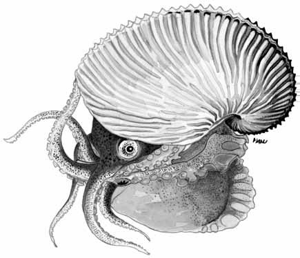 48 - Argonautidae Cephalopods ARGONAUTIDAE Argonauts Argonauta argo Linnaeus, 1758 Local name(s): N: Pweza; S: Pweza (M/K). Habitat: An epipelagic, oceanic species occurring in near surface waters.