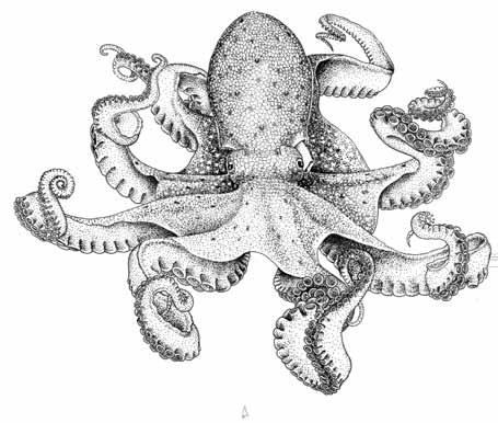 Lateral view of head and body Size: To 16 cm (ML) Octopus vulgaris Cuvier 1797 Local name(s): N: Pweza; S: Pweza (M/K).