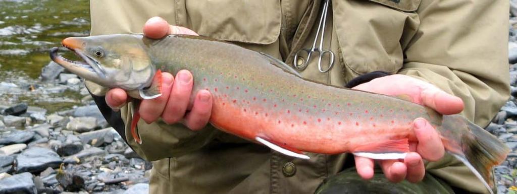 ABOUT DOLLY VARDEN CHAR AND THE RAT RIVER All Dolly Varden in Arctic Canada belong to the northern subspecies, Salvelinus malma malma.