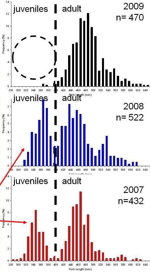 Figure 2. Length-frequency graphs for three years of the Rat River char population (2007-2008- 2009).