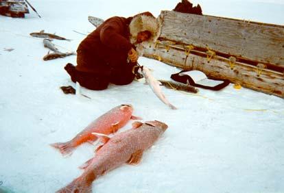 winter of 1994. An additional 487 char were tagged at the Kuujjua River mouth in 1993. Almost one-half of these fish (186) were recaptured by the winter of 1995.