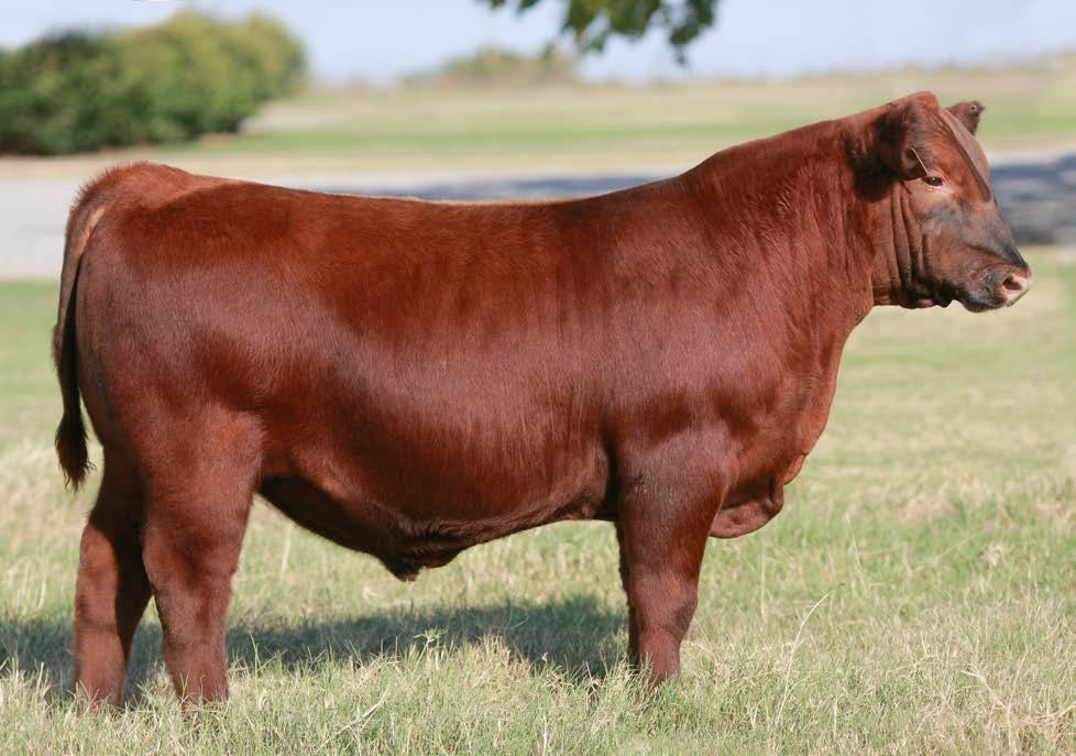 Selling Three Powerful Herd Bull Prospects Son of the 2012 National Champion Female & Full Brother to Many Top Sellers Full sib embryos to the dam of Lot 15 sell as Lot 19 SFRI Firecat 652 ARA