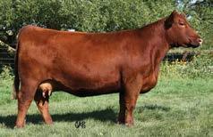 com/lasrojas Selling Full Possession and 1/2 Semen Interest BW: 75 lbs SALE DAY WEIGHT: See supplement The dam of Lot 16 is no doubt the most important female to this operation.