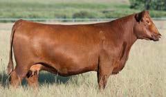 com/lasrojas Selling Full Possession and 1/2 Semen Interest BW: 64 lb SALE DAY WEIGHT: See supplement Few bulls will sell this spring, that have this unique of a pedigree that are this stout, sound