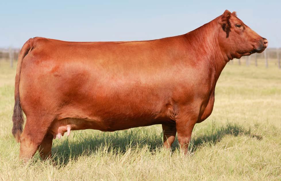 Six Mile Lakota 112Y To date, 11 progeny born, have sold for an