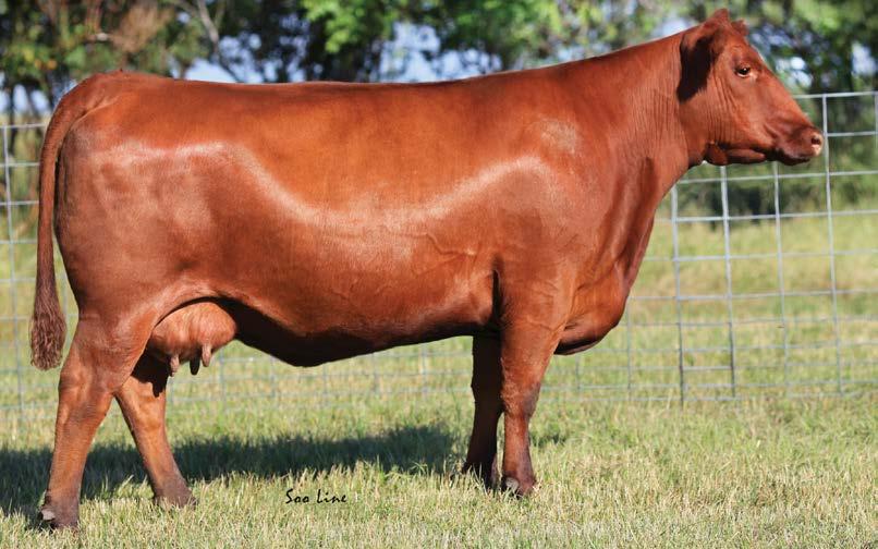 embryo offering SOOLINE COUNTESS 125S LOT 19 Selling Three ET Embryos out SOOLINE COUNTESS 125S by: N BAR HAMLEY (PIE Billings x N Bar Kelly) Additional Lots May Be Added Prior to Sale Time Please