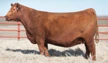 LOT 2 A full sister sells as Lot 12 and a maternal sister sells as Lot 11. - Two daughters of the exciting 2X, at Duff Cattle Co, sell in this offering.