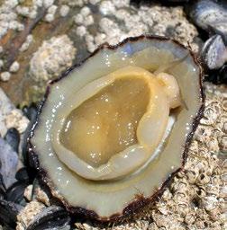 Teeth Muscles that move the teeth Limpets and kina live on the rocky shore. Limpets can survive in the intertidal zone.