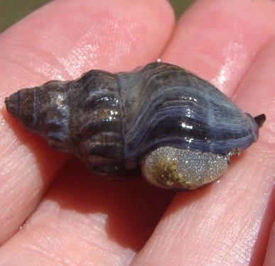 Mud whelks have a siphon (tube) at the back of their shell to help them smell and find food. These animals both live in the intertidal zone of the rocky shore. What eats sea stars and whelks?