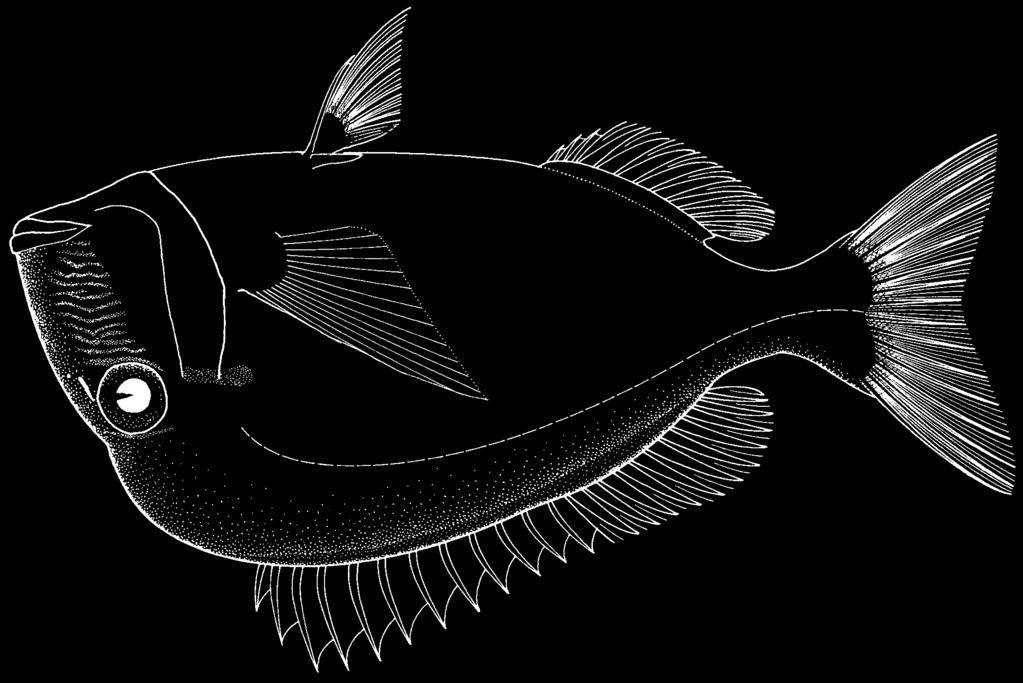 1570 Bony Fishes Calamus proridens Jordan and Gilbert, l884 FAO names: En - Littlehead porgy; Fr - Daubenet titête; Sp - Pluma joroba.