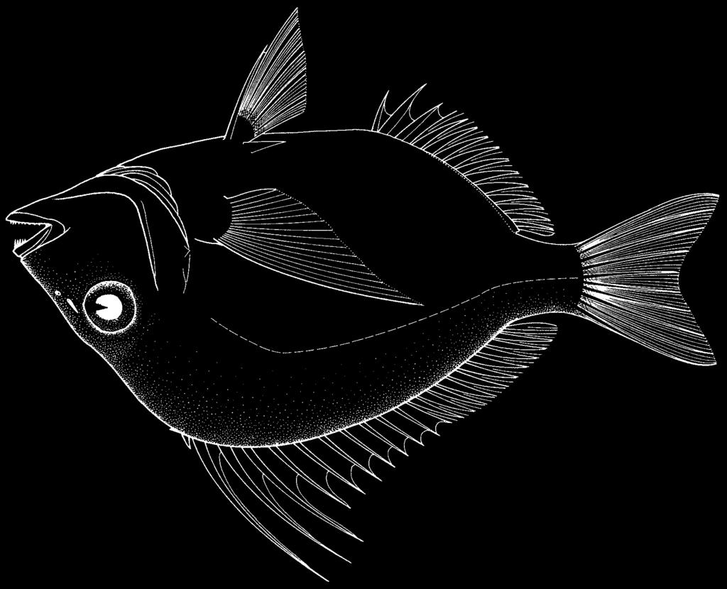 1576 Bony Fishes Stenotomus caprinus Jordan and Gilbert, 1882 FAO names: En - Longspine porgy; Fr - Spare épineux; Sp - Sargo de espina.