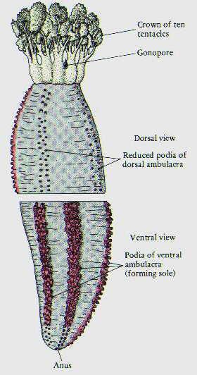 There may be three ambulacra All tube feet, except oral tetacles, are abset i burrowig forms Oral tetacles are 10 30 tube feet surroudig