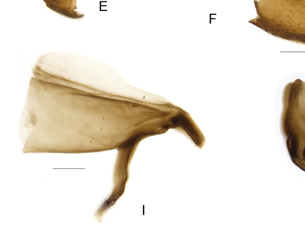 E. Male anal tube and pygofer,