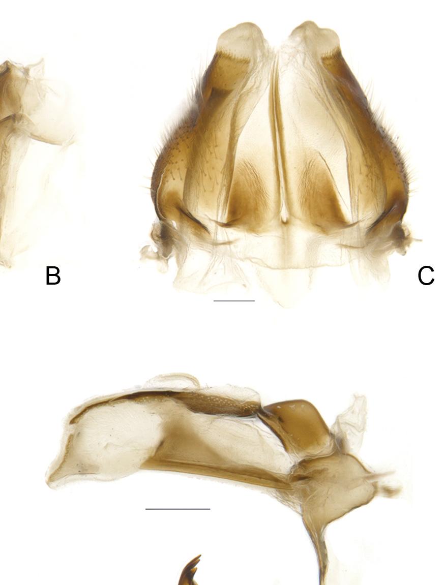 Queensland, Australia (Gnezdilov & Fletcher 2010) and in Redarator bimaculatus Distant, 1916 from South India (Distant 1916).
