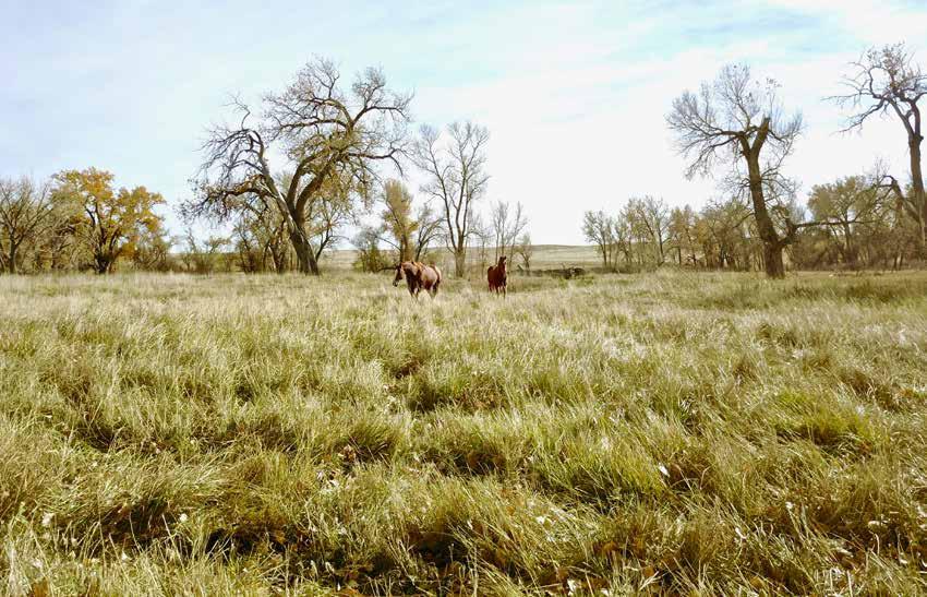 PROPERTY SUMMARY $5,500,000 Total Acres: 6,607 ID #: 8205 Closest Town: Simla County: Elbert County Property Type: Ranches for Sale, Waterfront, Homes, Recreational Home Style: Ranch