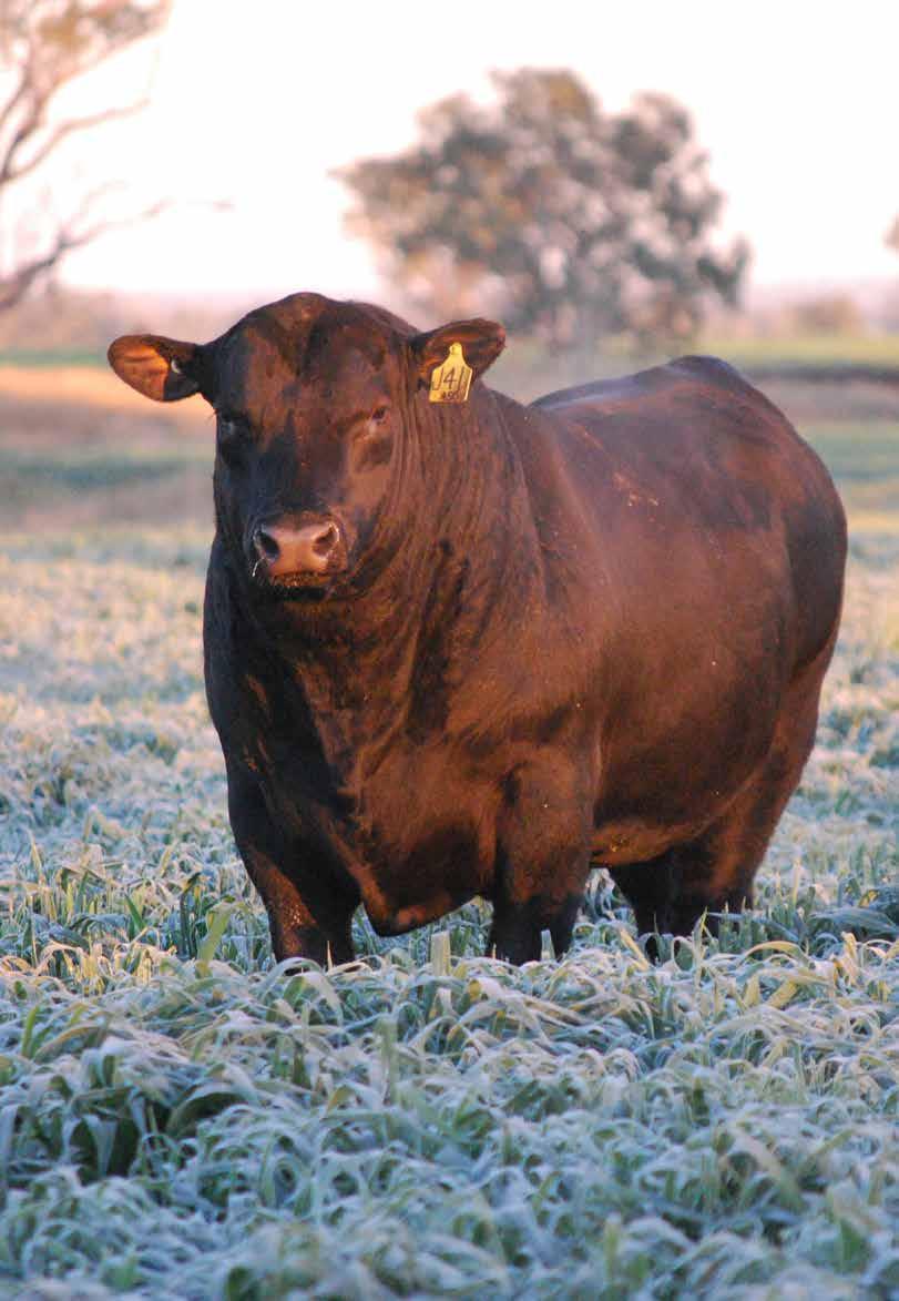 2015 Sale Bulls This year we have an exciting line up of commercially focused sound, problem free bulls that have undergone a rigorous selection process from birth to sale date.